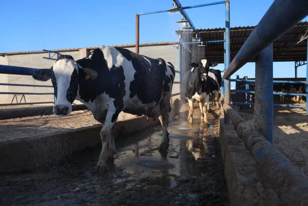 libya cows